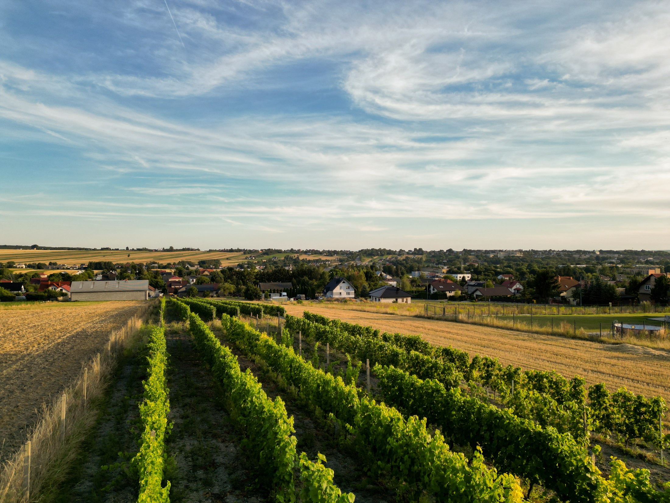 Winnica MARGLE, rzędy winorośli